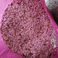 تخمه کدو|خوردنی و آشامیدنی|شیراز, شهرک نیروی انتظامی|دیوار