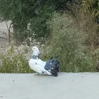 کبوتر دم چتری