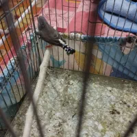 فنچ نر|پرنده|سبزوار, سجاد|دیوار