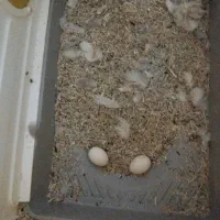 یه جفت طوطی برزیلی خوش رنگ خوشکل|پرنده|مریوان, |دیوار