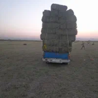 یونجه تمیزوخشک