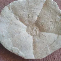 فسیل صدف کلکسیونی|کلکسیون اشیاء عتیقه|زنجان, |دیوار