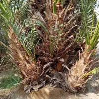 سرگرمی|گل و گیاه طبیعی|شنبه و طسوج, |دیوار