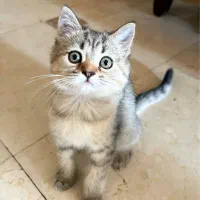 بریتیش چینچیلا گلد تبی|گربه|تهران, هروی|دیوار