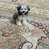 جکس سگ نر|سگ|زرندیه, |دیوار