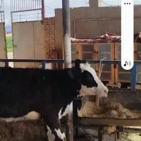 گوساله نر. ماده.. سه رس گوساله ماده جنس درجه یک