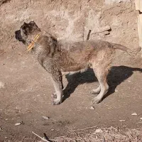 واگذاری سگ زات قدیم