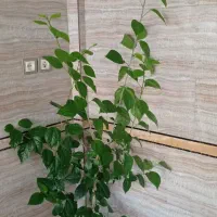 زمین غیره محدوده در سیمینه