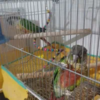 فروش پرنده|پرنده|زیباشهر, |دیوار