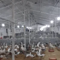 تخم غاز نطفه دار 1000 عدد هفتگی