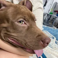 سگ بادیگارد|سگ|مشهد, حسین‌آباد|دیوار