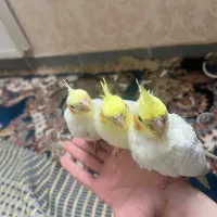 جوجه عروس هلندی ۳۰ روزه|پرنده|محمدیه-قزوین, |دیوار