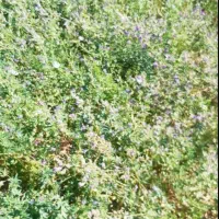 یونجه پاییزه کشت دوم