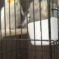 عروس هلندی.عروس هلندی نر و ماده جوجه عروس|پرنده|قم, پردیسان|دیوار