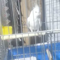 عروس هلندی|پرنده|مهریز, |دیوار