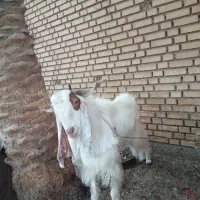 بزنیدی نر|حیوانات مزرعه|خرمشهر, |دیوار