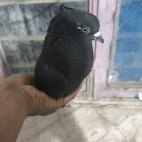 کفتر زاغ دم سفید|پرنده|ایرانشهر, |دیوار