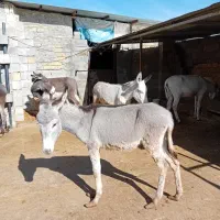 فروش الاغ صرفا به خاطر کمبود جا|حیوانات مزرعه|کرمانشاه, |دیوار