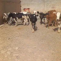 ۱۲گوساله ماده درجه۱