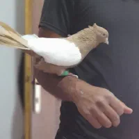 سوسنگرد