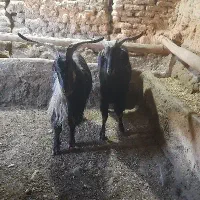 نربز دو بور شیر کن  معاوضه با قوچ بره میش