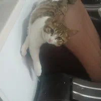 گربه گم شده