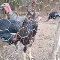 جوجه خروس و مرغ اوشامو|حیوانات مزرعه|تهران, نازیآباد|دیوار