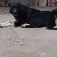 لاس قدرجونی