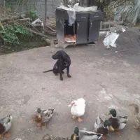 سگ شکاری پوینت|سگ|کوچصفهان, |دیوار