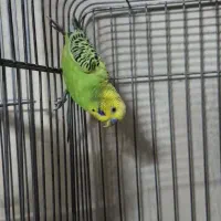 پرنده