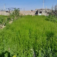پیاز زعفران روستای عشق اباد