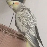 عروس هلندی ماده بالغ