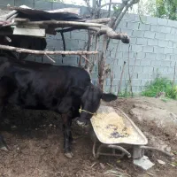 گاومحلی به همرا گوساله دورگ