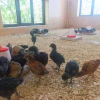 فروش جوجه گلپایگانی و استارلوپ سالم و با کیفیت