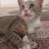 واگذاری گربه دستی|گربه|کرمانشاه, |دیوار