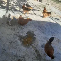 مرغ تخم گزار