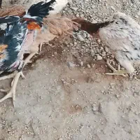 مرغ و خروس|حیوانات مزرعه|نیمروز, |دیوار