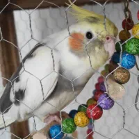 جفت عروس هلندی تخم گذار