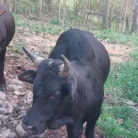 دو عدد گاو نر|حیوانات مزرعه|اطاقور, |دیوار