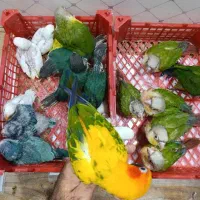 دنیای راهب گرینچیک قناری کوتوله خورشیدی عروس