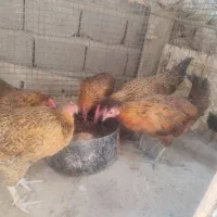 مرغ