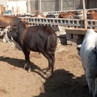 باعرض سلام تعداد گاو گوساله نر