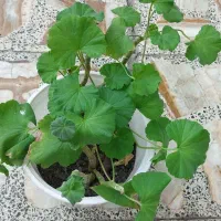 گل طبیعی|گل و گیاه طبیعی|الشتر, |دیوار