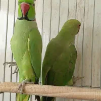 یک جفت ملنگو مولد|پرنده|تبریز, |دیوار