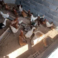 اردک سالمو چاق معاوضه با کفتر|پرنده|شهرضا, |دیوار