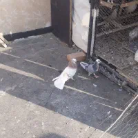 دوتا شازده همای نر و ی نر سبز و ی سفید سینه ماشی|پرنده|تهران, جیحون|دیوار