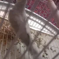 عروس هلندی|پرنده|کرج, شهرک فهمیده|دیوار