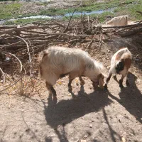 بز نر هل|حیوانات مزرعه|سیوان, |دیوار