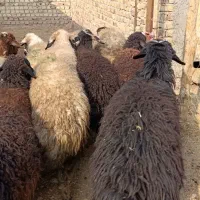 فروش همه نوع گوسفند جوان