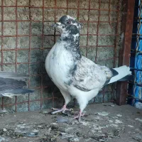 کفتر پرشی قوچی کاکلی ( غریب گیری )